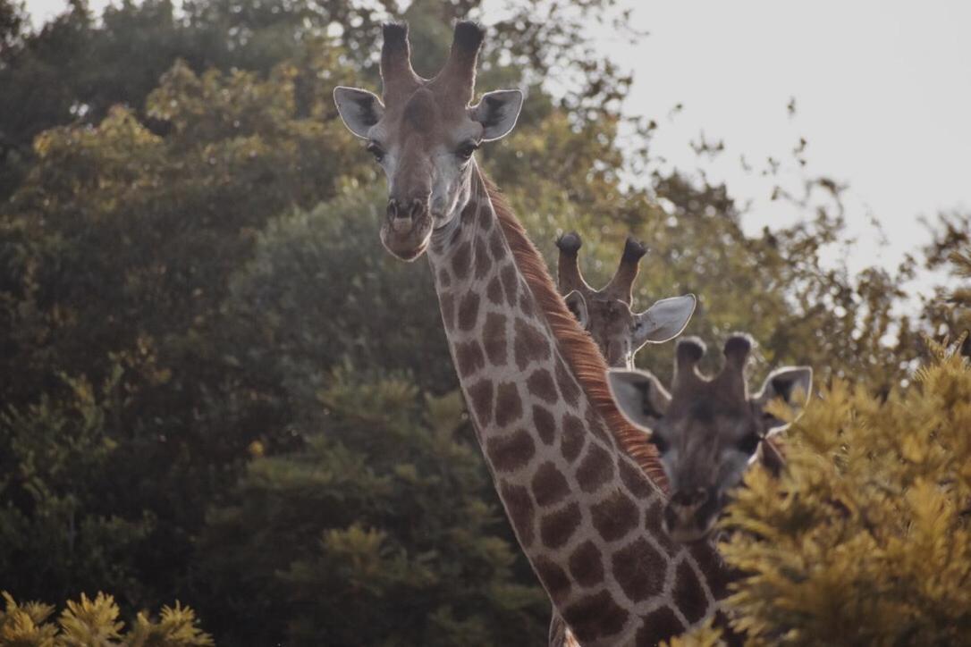 Villa Leshiba Wilderness Louis Trichardt Exterior foto